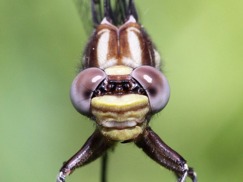 photo of Close-up of female ashy clubtail face