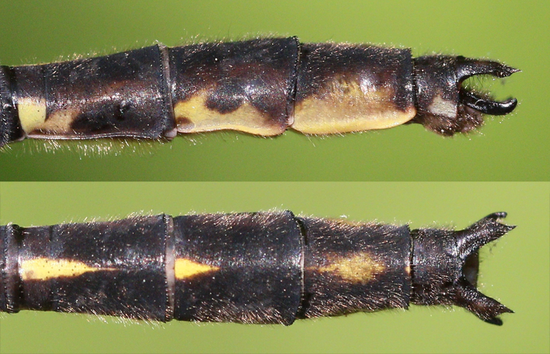 photo of Side (top image) and top view of male ashy clubtail cerci