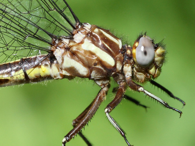 photo of Close-up of female ashy clubtail thorax