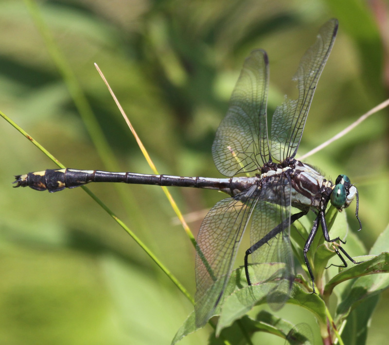 photo of Male black-shouldered spinyleg