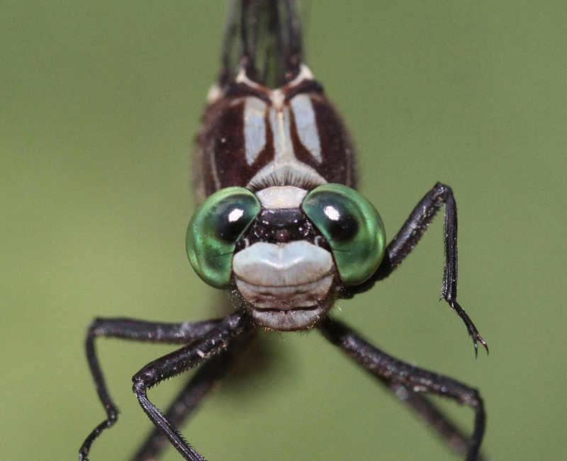 photo of  Close-up of male black-shouldered spinyleg face