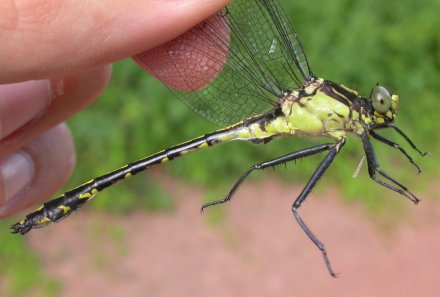 photo of Immature male black-shouldered spinyleg