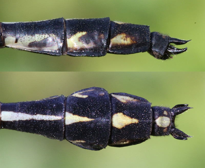 photo of Side (top image) and top view of cercus for male black-shouldered spinyleg