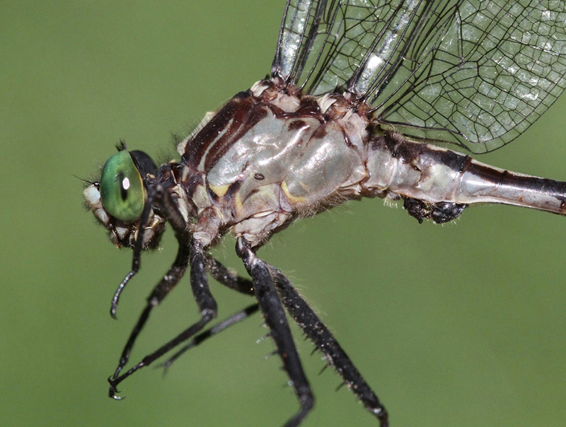 photo of Close-up of male black-shouldered spinyleg thorax