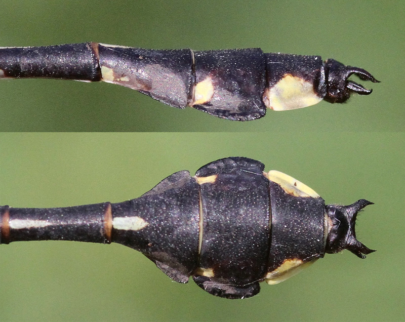 photo of Side (top image) and top view of male cobra clubtail cerci