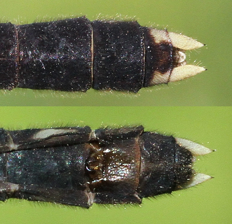 photo of Top and bottom view of female common sanddragon abdomen tip