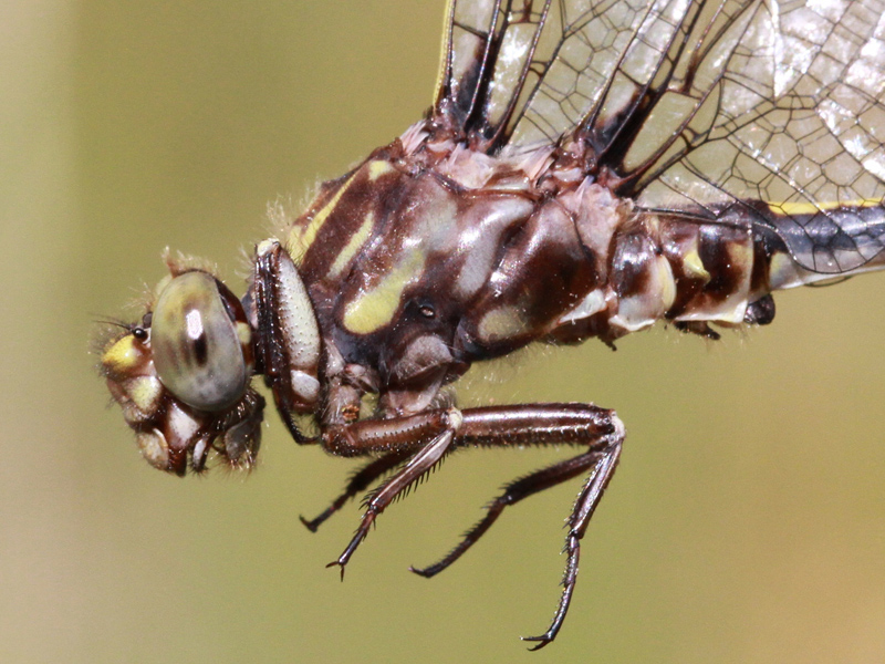 photo of Close-up of female common sanddragon thorax