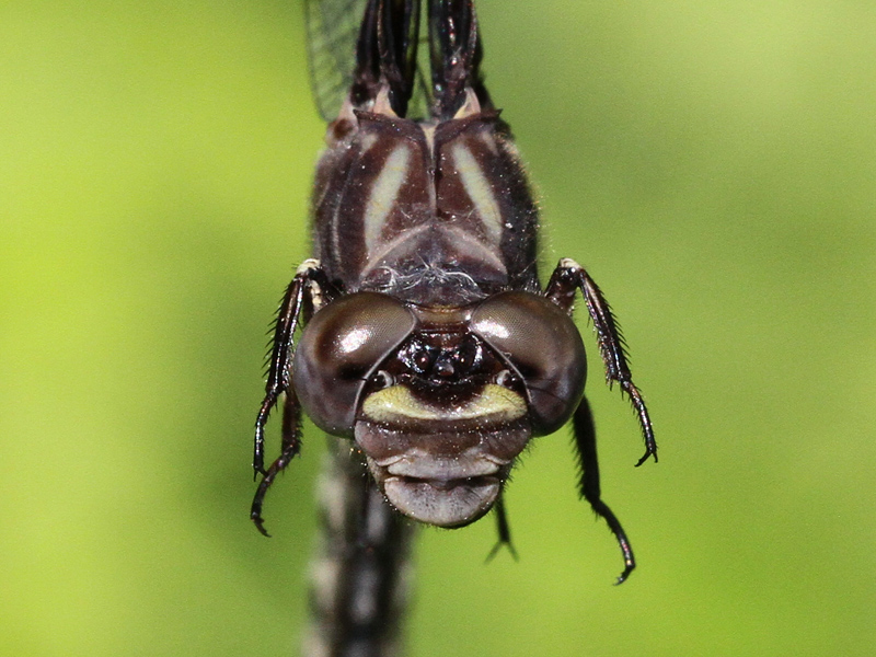 photo of Close-up of female common sanddragon face