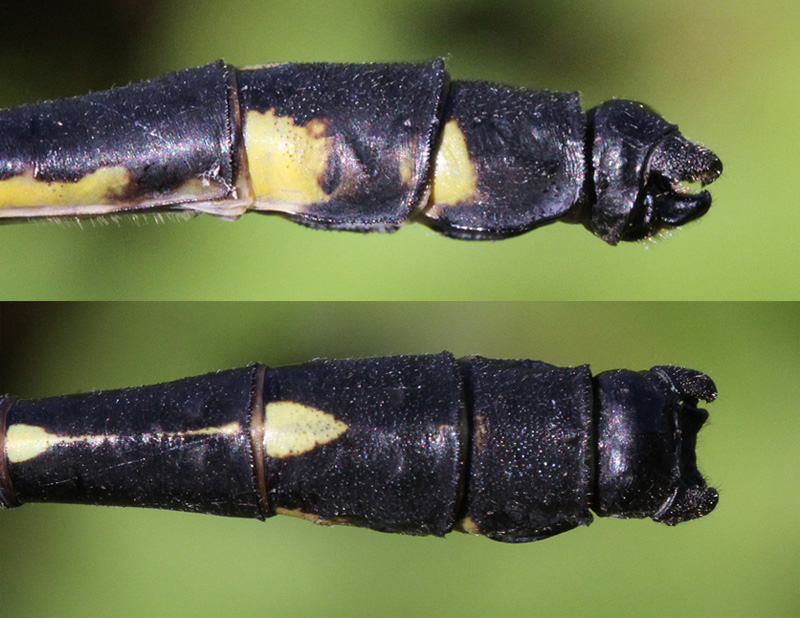 photo of Side (top image) and top view of male dragonhunter cerci