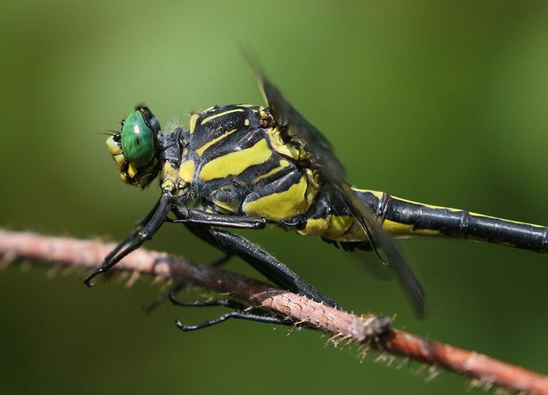 photo of Close-up of male dragonhunter thorax