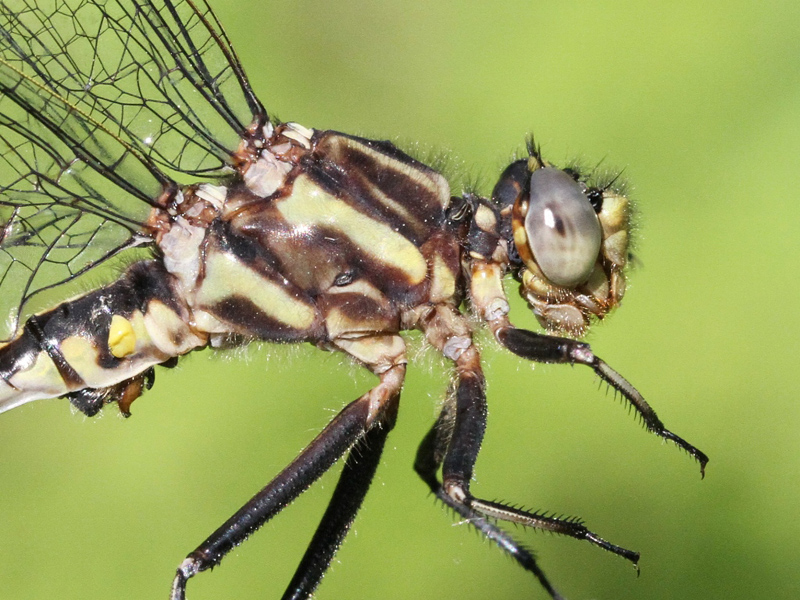 photo of Close-up of male dusky clubtail thorax