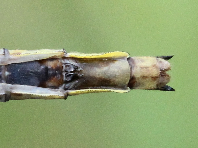 photo of Abdomen tip of female dusky clubtail showing subgenital plate