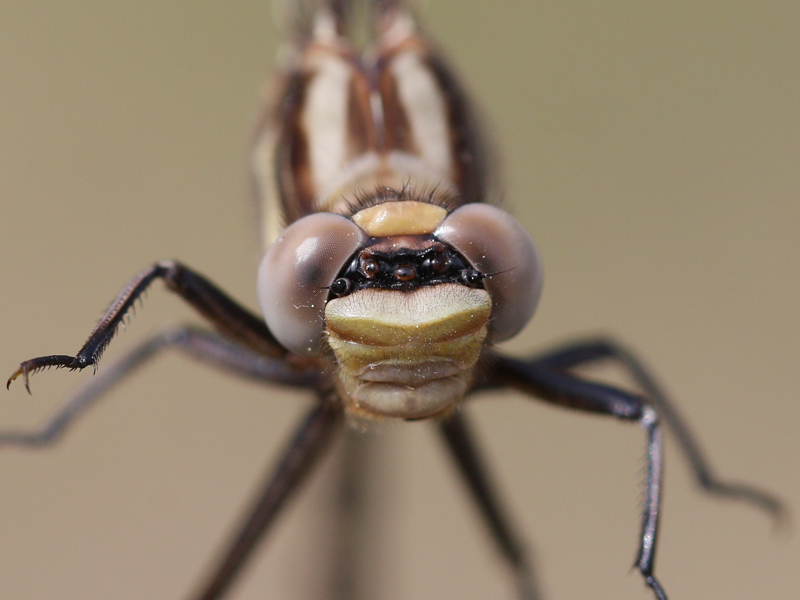 photo of Close-up of male dusky clubtail face