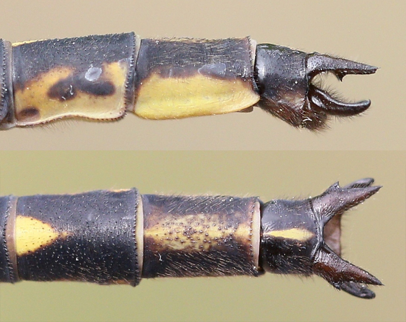 photo of Side (top image) and top view of male dusky clubtail cerci