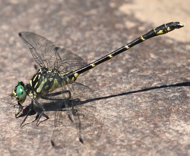 photo of Male eastern least clubtail
