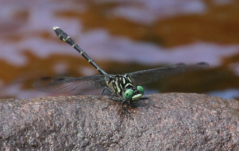 photo of Male eastern least clubtail