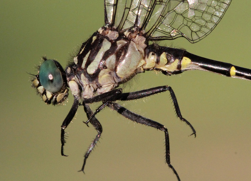 photo of Close-up of male eastern least clubtail thorax