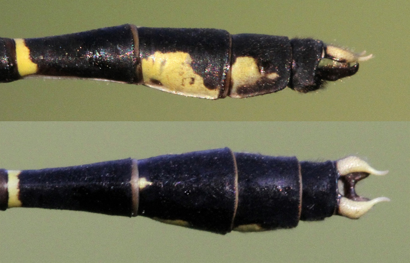 photo of Side (top image) and top view of cercus for male eastern least clubtail