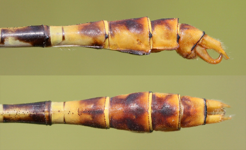 photo of Side (top image) and top view of male eastern ringtail cerci