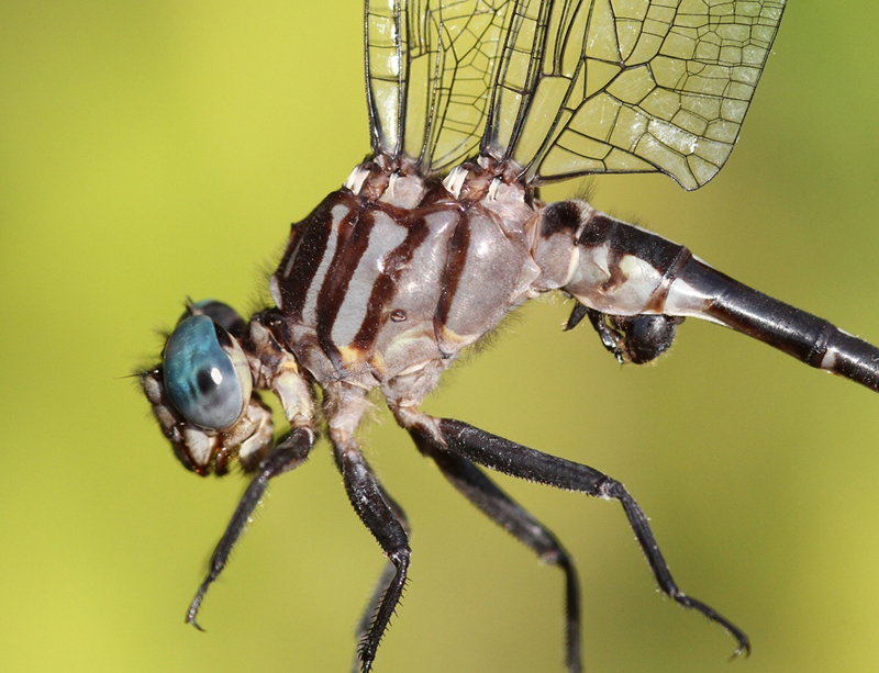 photo of Close-up of male elusive clubtail thorax