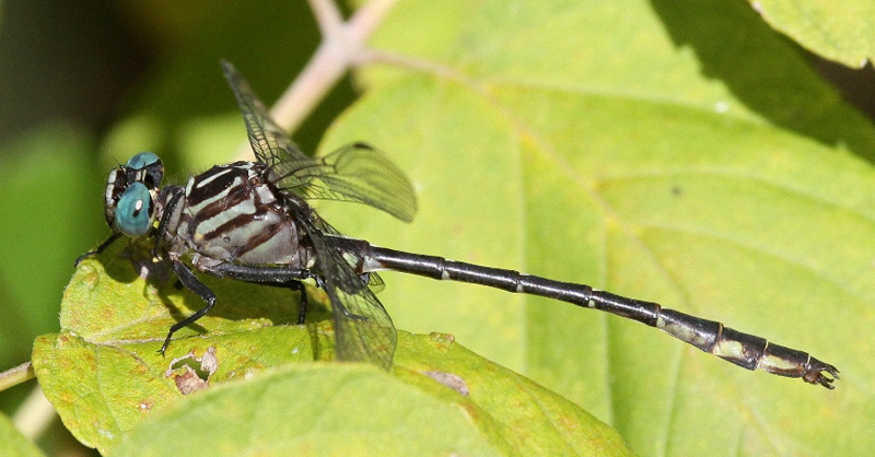 photo of Male elusive clubtail