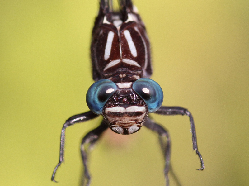 photo of Close-up of male elusive clubtail face