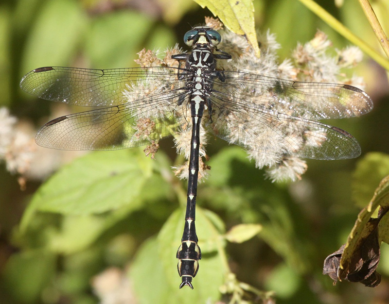 photo of Male elusive clubtail