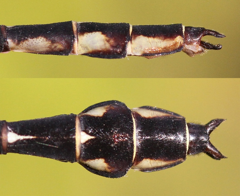 photo of Side (top image) and top view of male elusive clubtail cerci