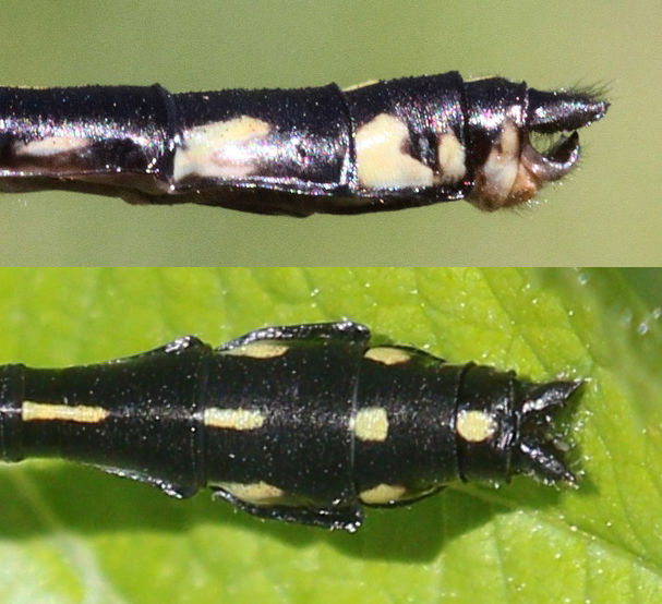 photo of Side (top image) and top view of cercus for teneral male extra-striped snaketail