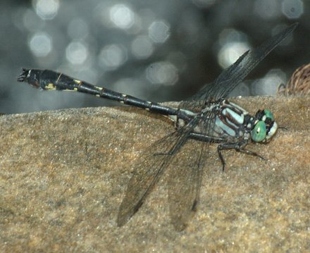 photo of Male green-faced clubtail