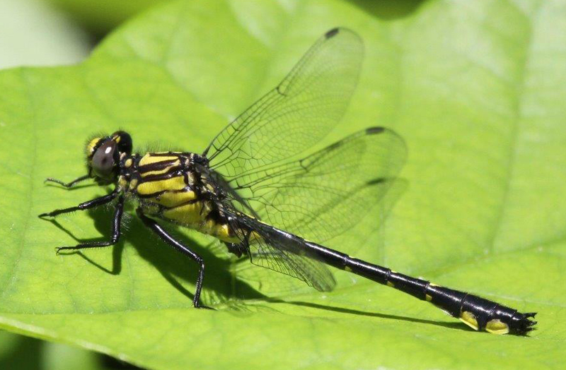 photo of Immature male green-faced clubtail