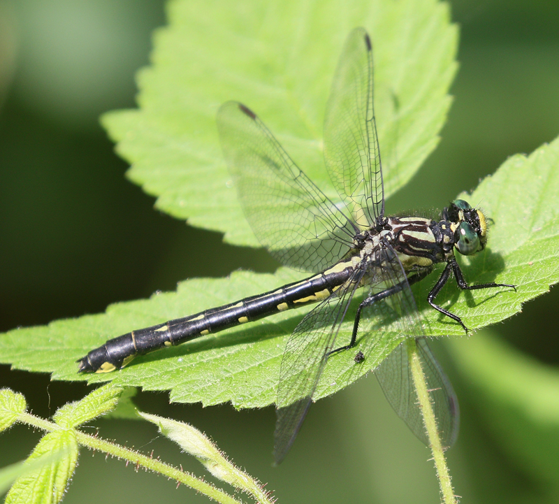 photo of Female green-faced clubtail