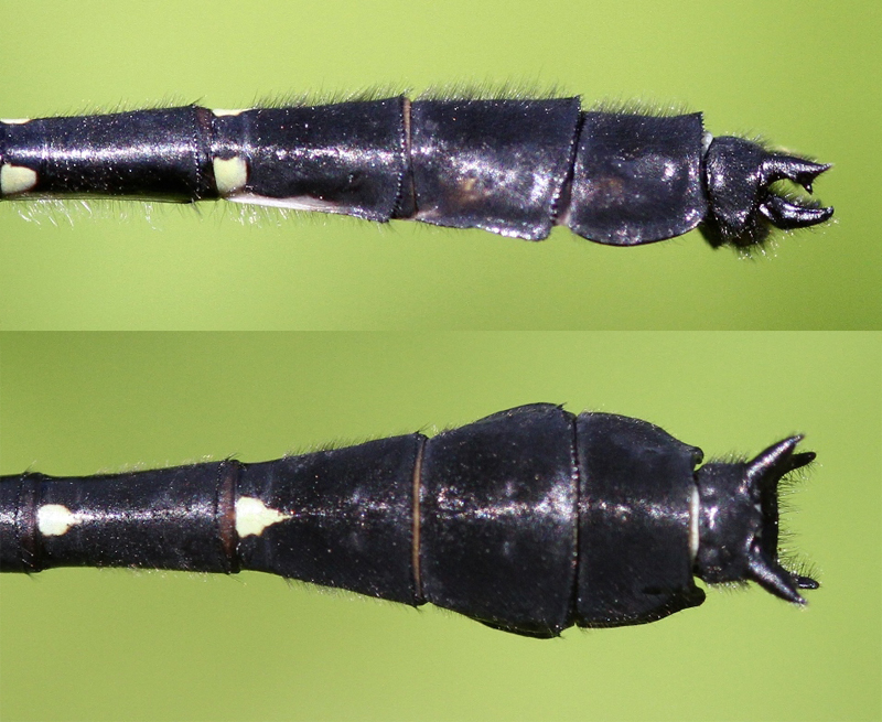 photo of Side (top image) and top view of male green-faced clubtail cerci