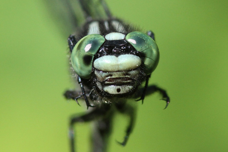 photo of Close-up of male green-faced clubtail face
