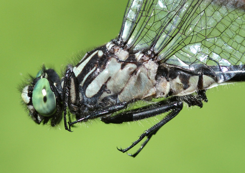 photo of Close-up of male green-faced clubtail thorax
