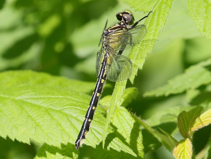 photo of Teneral female green-faced clubtail