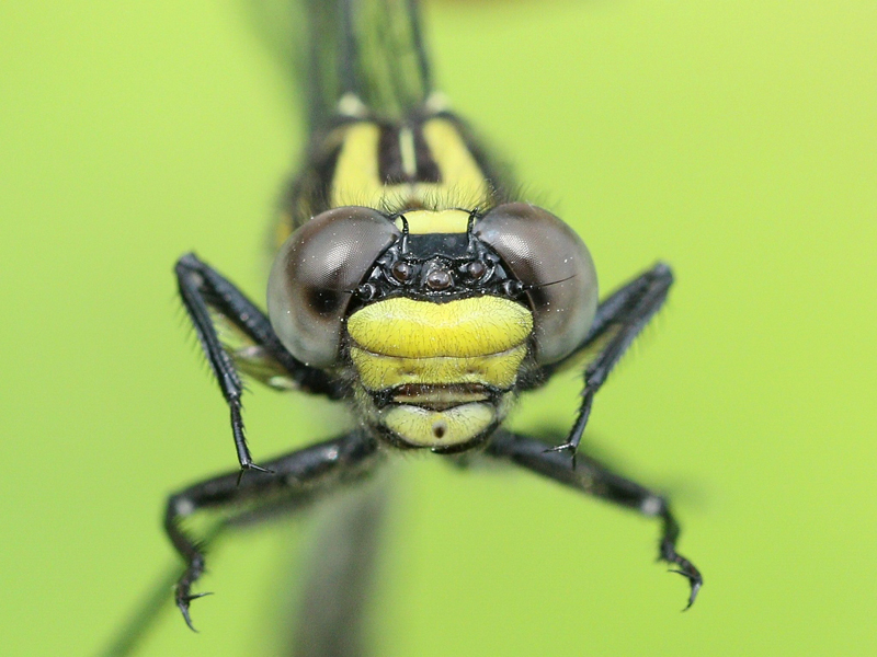 photo of Close-up of immature female green-faced clubtail face