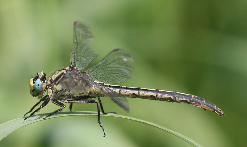 photo of Female horned clubtail