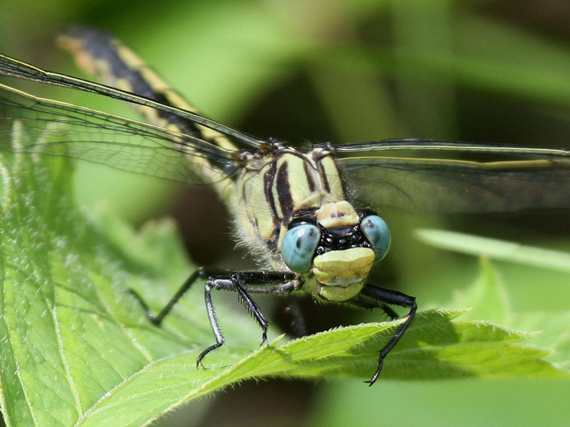 photo of Female horned clubtail