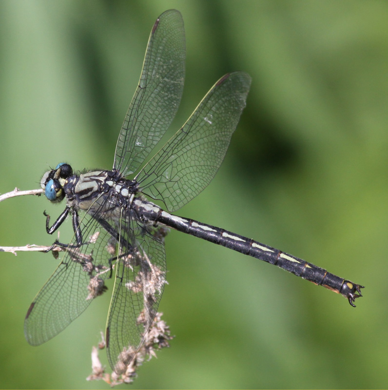 photo of Male horned clubtail