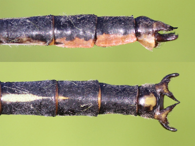 photo of Side (top image) and top view of male horned clubtail cerci