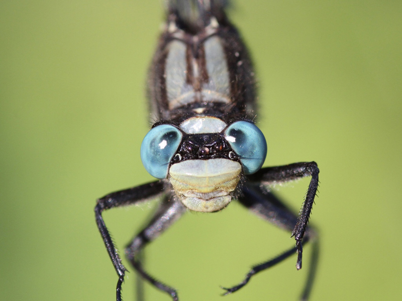 photo of Close-up of male horned clubtail face