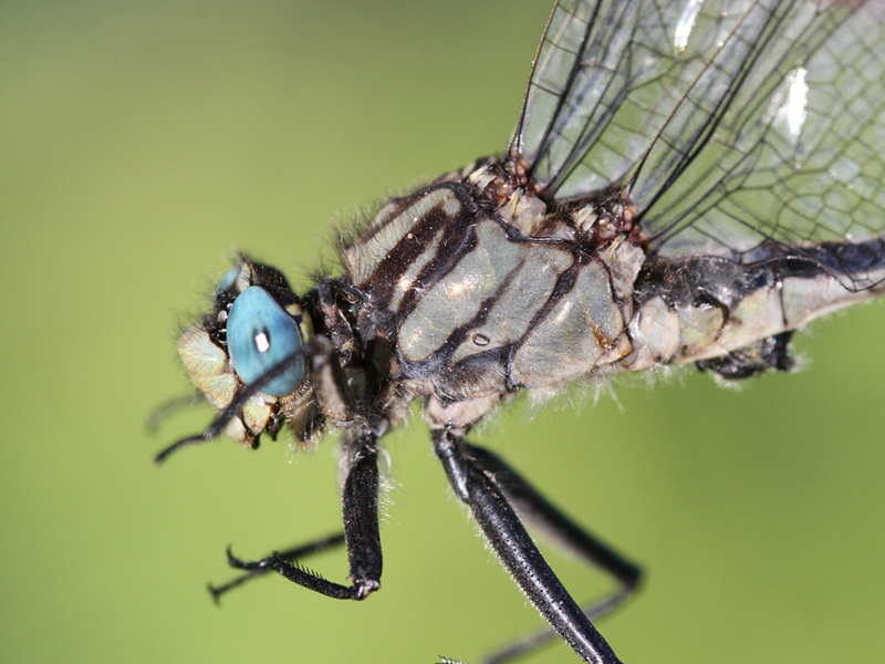photo of Close-up of male horned clubtail thorax