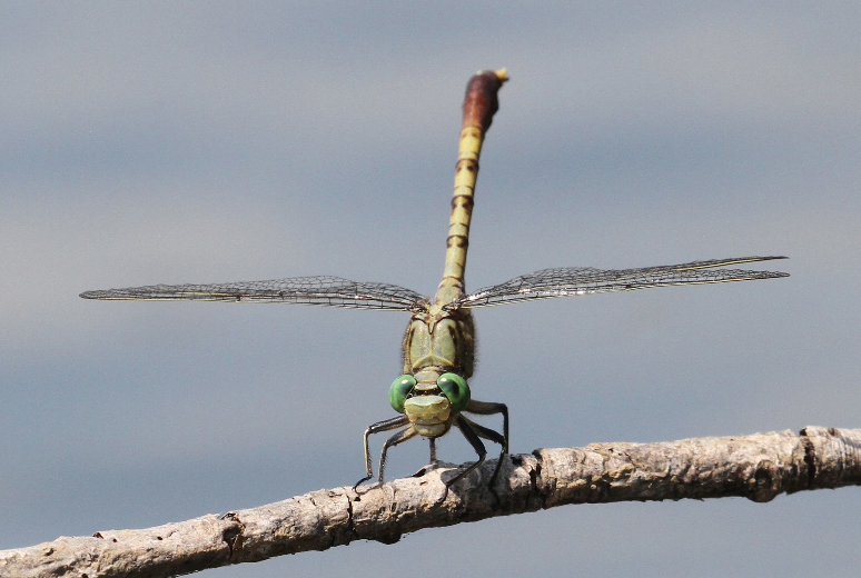 photo of Male jade clubtail