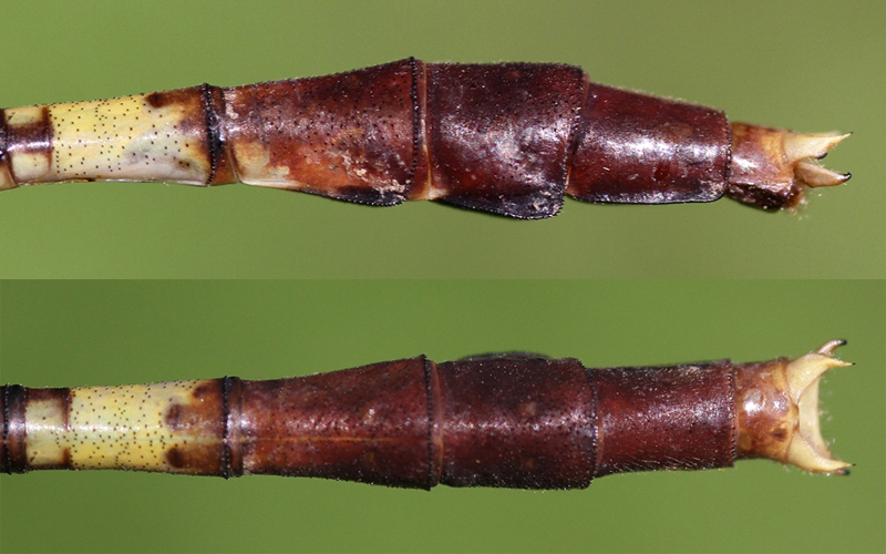 photo of Side (top image) and top view of male jade clubtail cerci