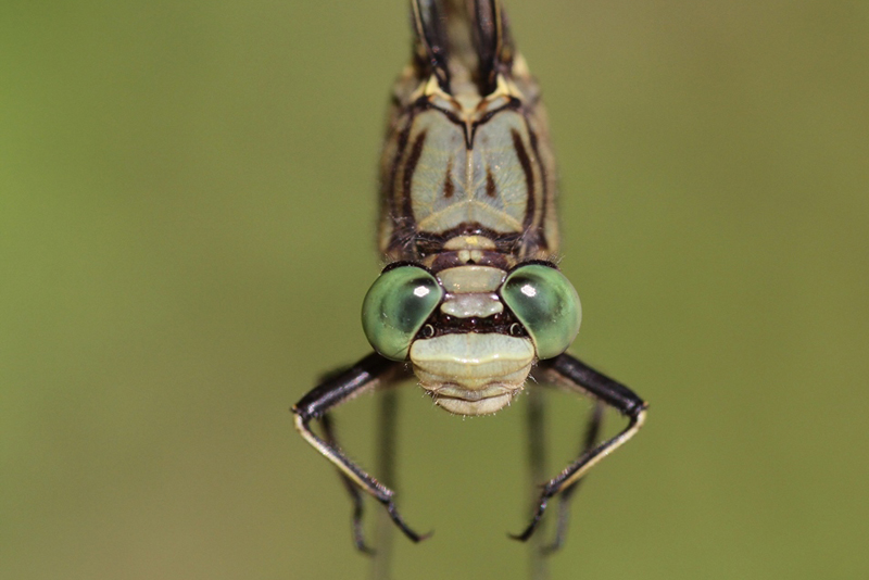 photo of Close-up of male jade clubtail face