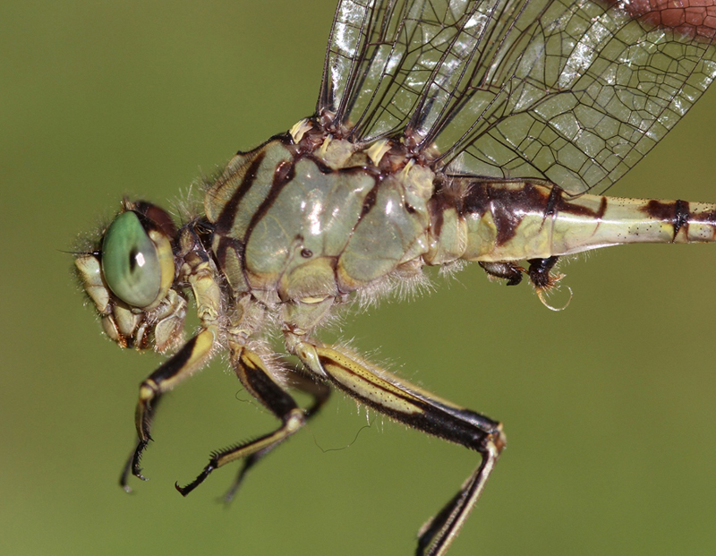 photo of Close-up of male jade clubtail thorax