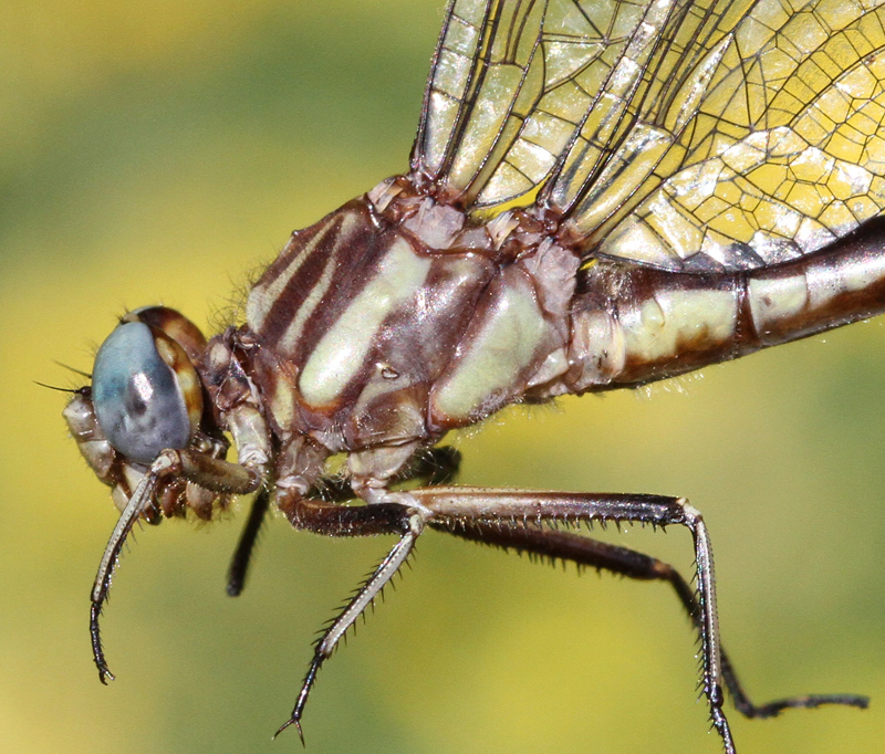 photo of Close-up of female lancet clubtail thorax