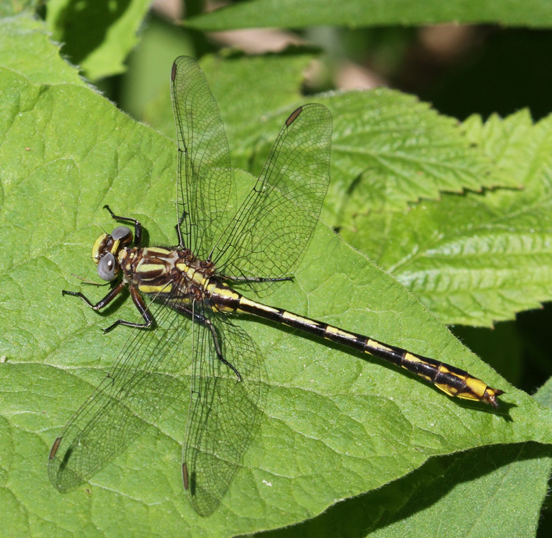 photo of Immature male lancet clubtail