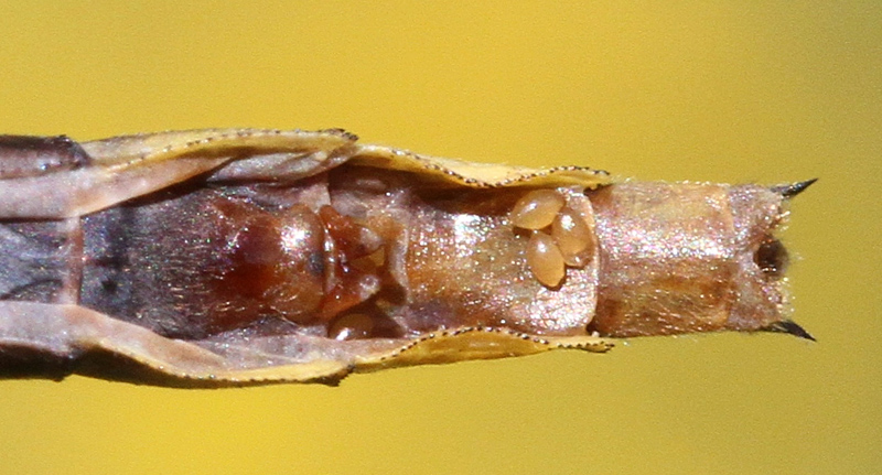 photo of Bottom view of female lancet clubtail abdomen tip